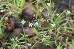 Hedyotis cyanantha